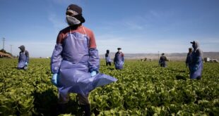 +45 vacantes disponibles en distintos puestos agrícolas