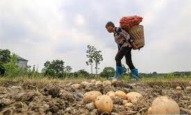 Granjeros solicitan personales| + de 15 vacantes